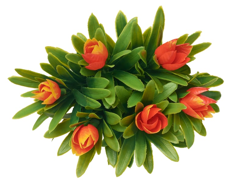 Colorful tulip arrangements