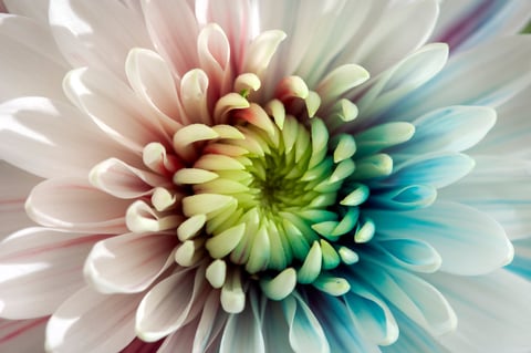 Event decorations and florals